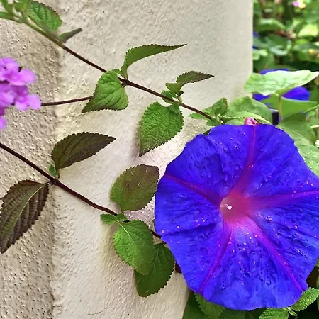 Santa Clara Cozy Sea View טורמולינוס